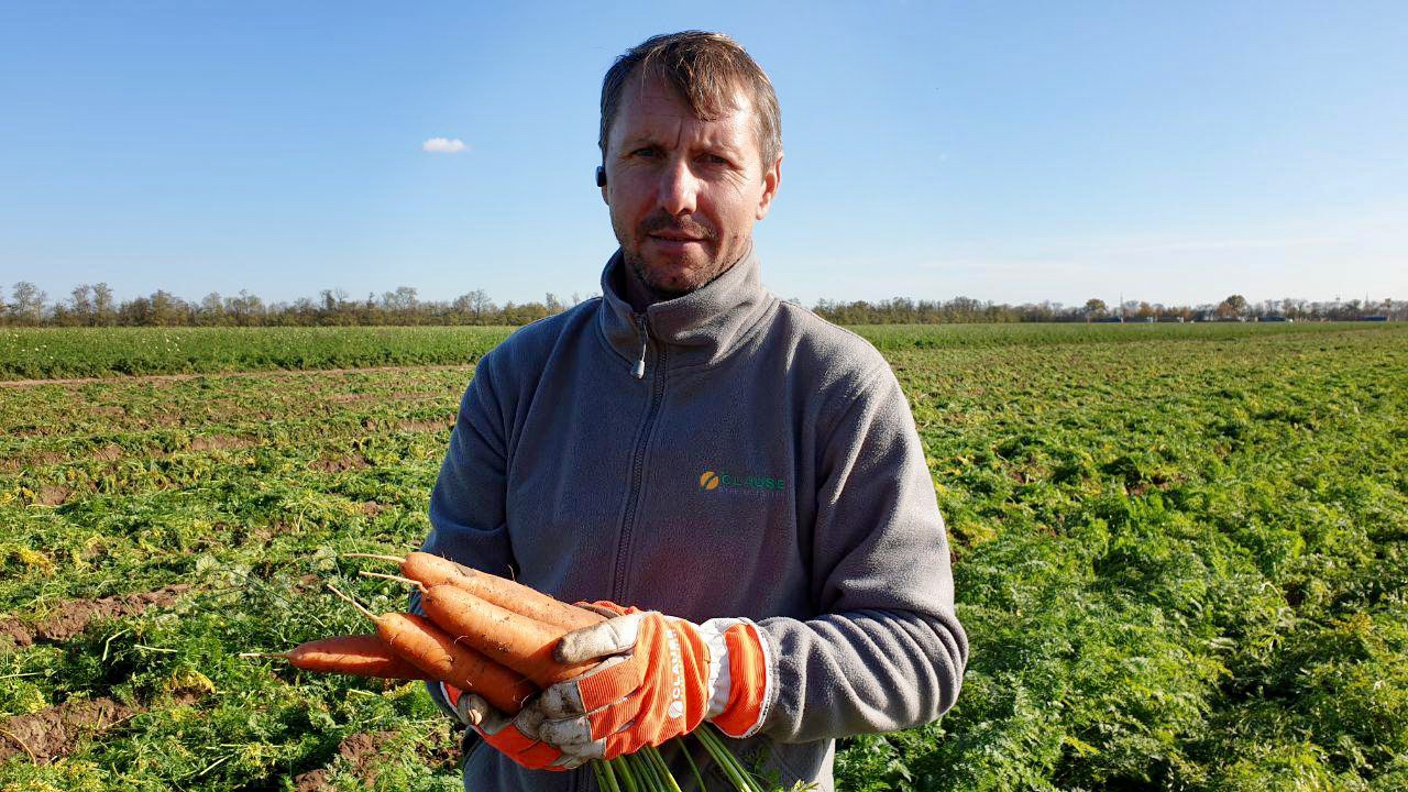 Морковь: основные тонкости выращивания