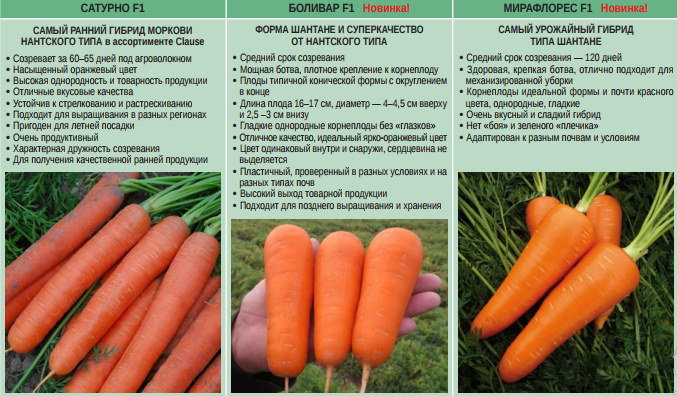 Срок созревания моркови