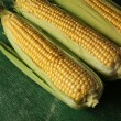 Купить семена кукурузы Леженд F1 оптом