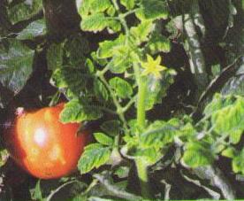 Желтая курчавость листьев томата - вирус