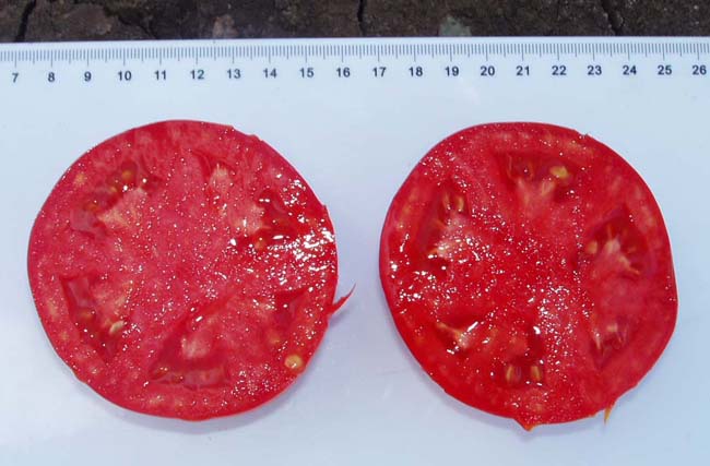 томат эсмеральда в разрезе